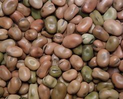 CLIC LRG Fava Beans - SANI-LLC